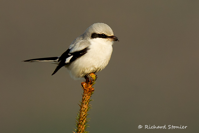 Great Grey Shrike