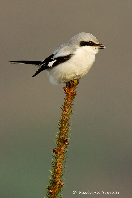 Great Grey Shrike