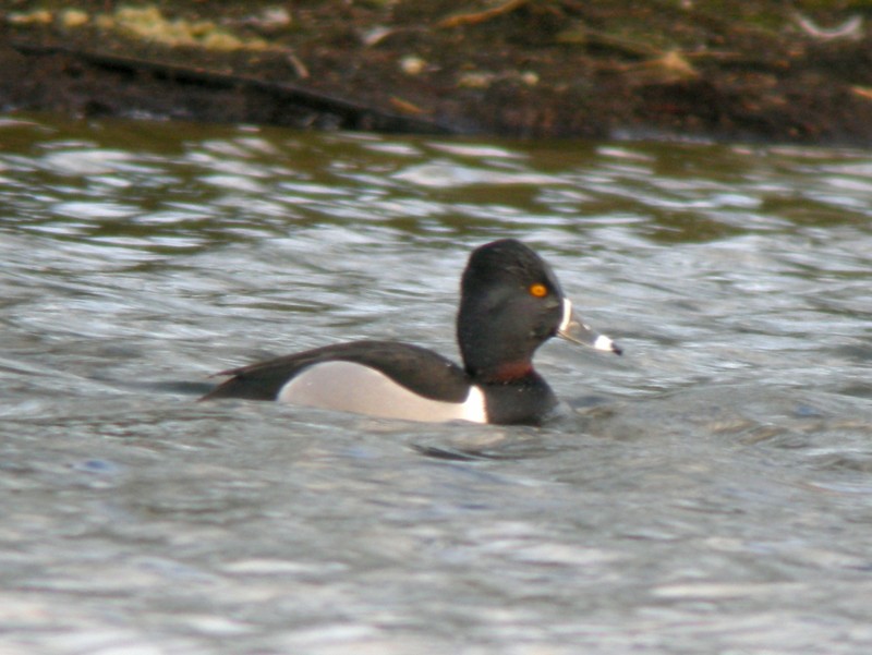 Ring-necked Duck