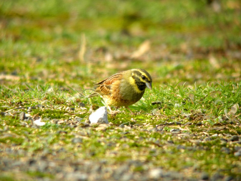 Cirl Bunting