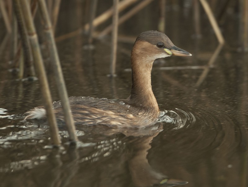 Little Grebe