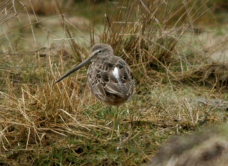 Long-billed Dowitcher