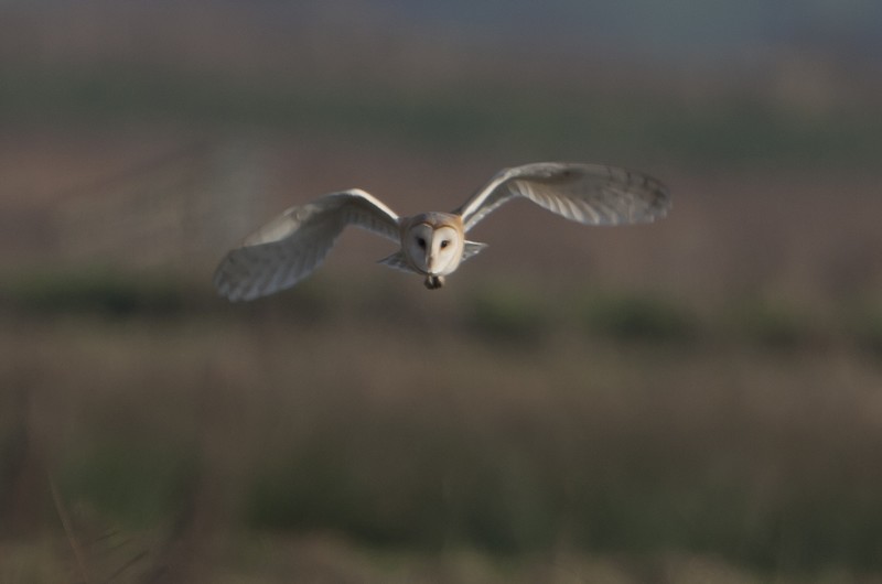 Barn Owl
