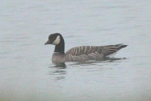 Richardson's Canada Goose