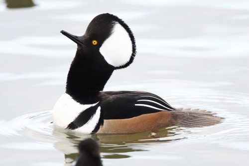 Hooded Merganser