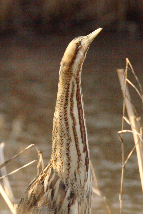 Bittern