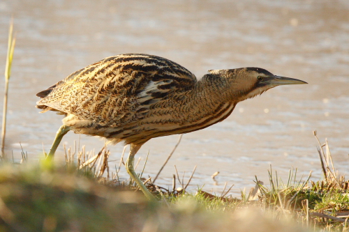 Bittern