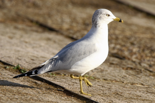 Ring-billed Gull