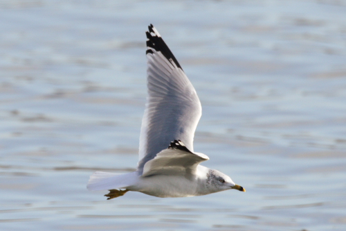 Ring-billed Gull