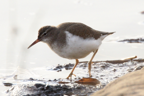 Spotted Sandpiper