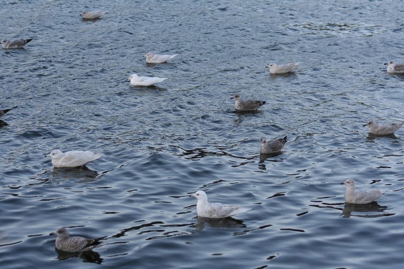 Iceland Gull