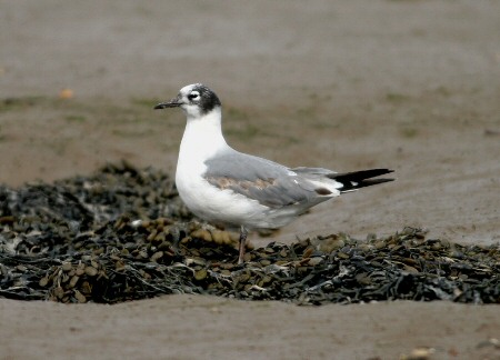Franklin's Gull