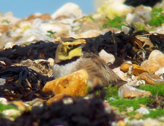 Shorelark