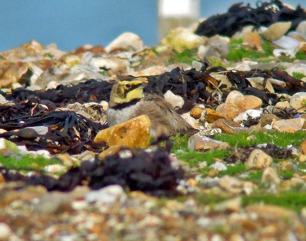Shorelark