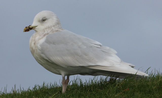 Iceland Gull