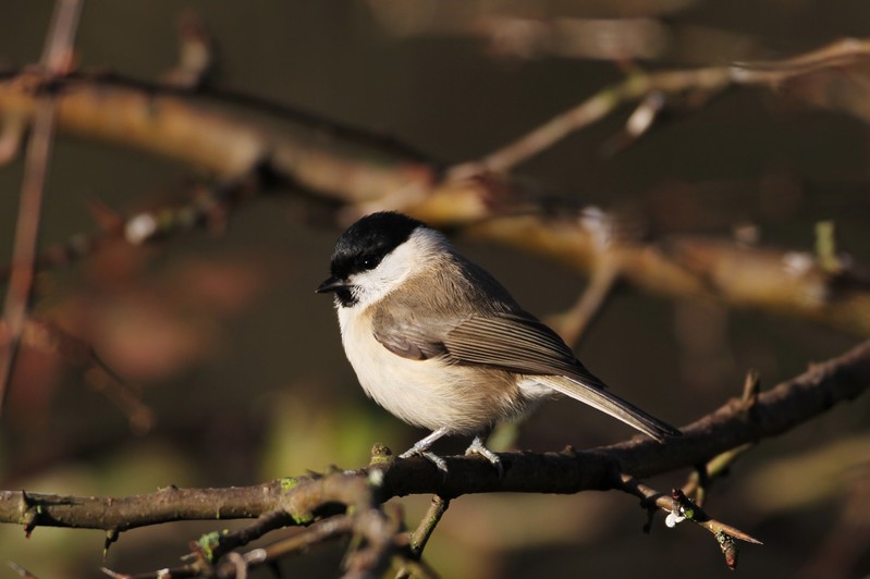 Marsh Tit