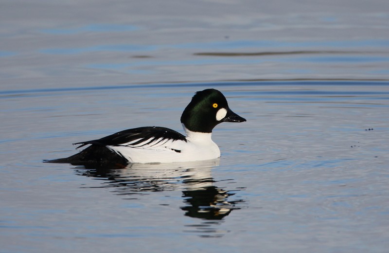 Goldeneye