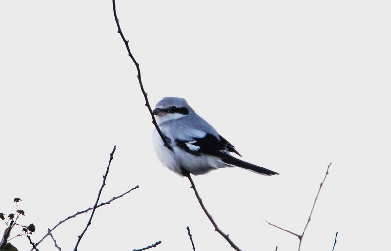 Great Grey Shrike