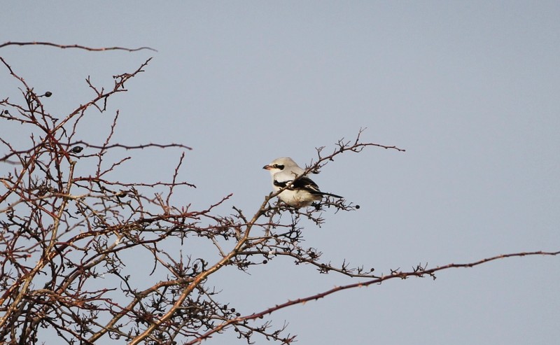 Great Grey Shrike