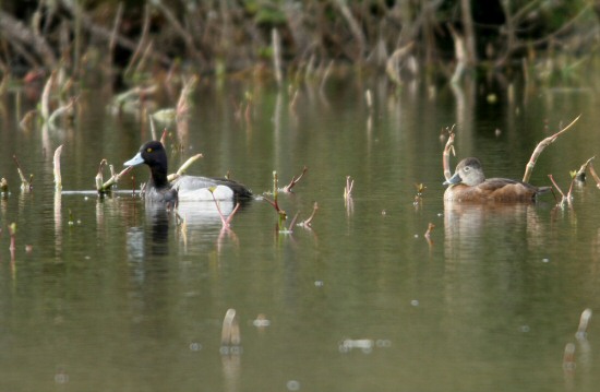 Lesser Scaup