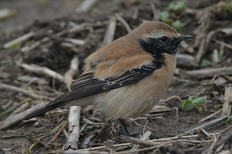 Desert Wheatear