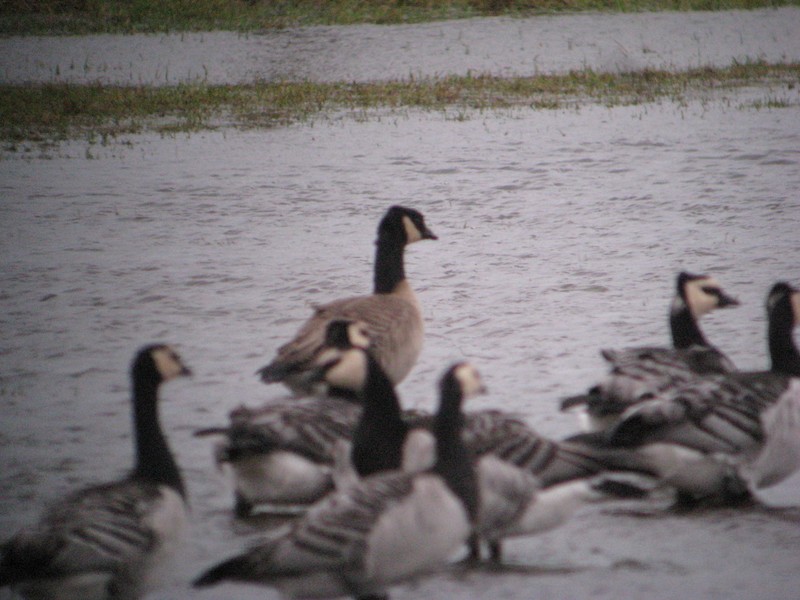 Richardson's Canada Goose