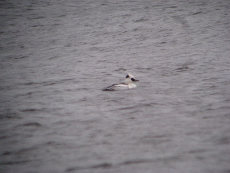Smew