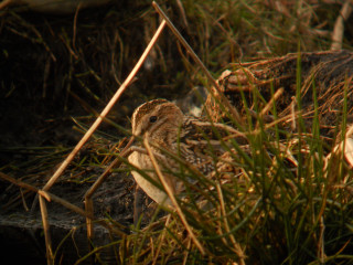 Snipe