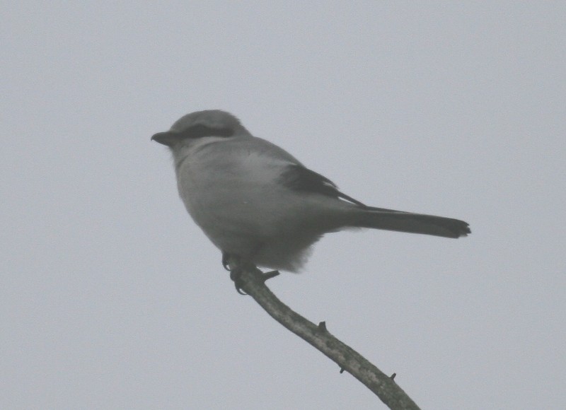 Great Grey Shrike