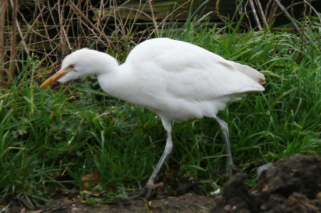 Cattle Egret