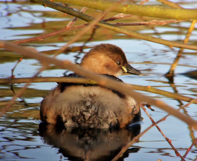 Little Grebe