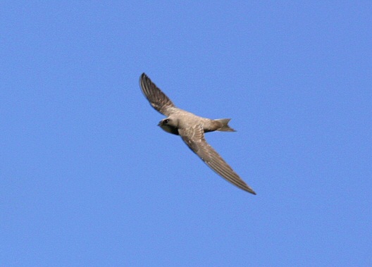 Alpine Swift