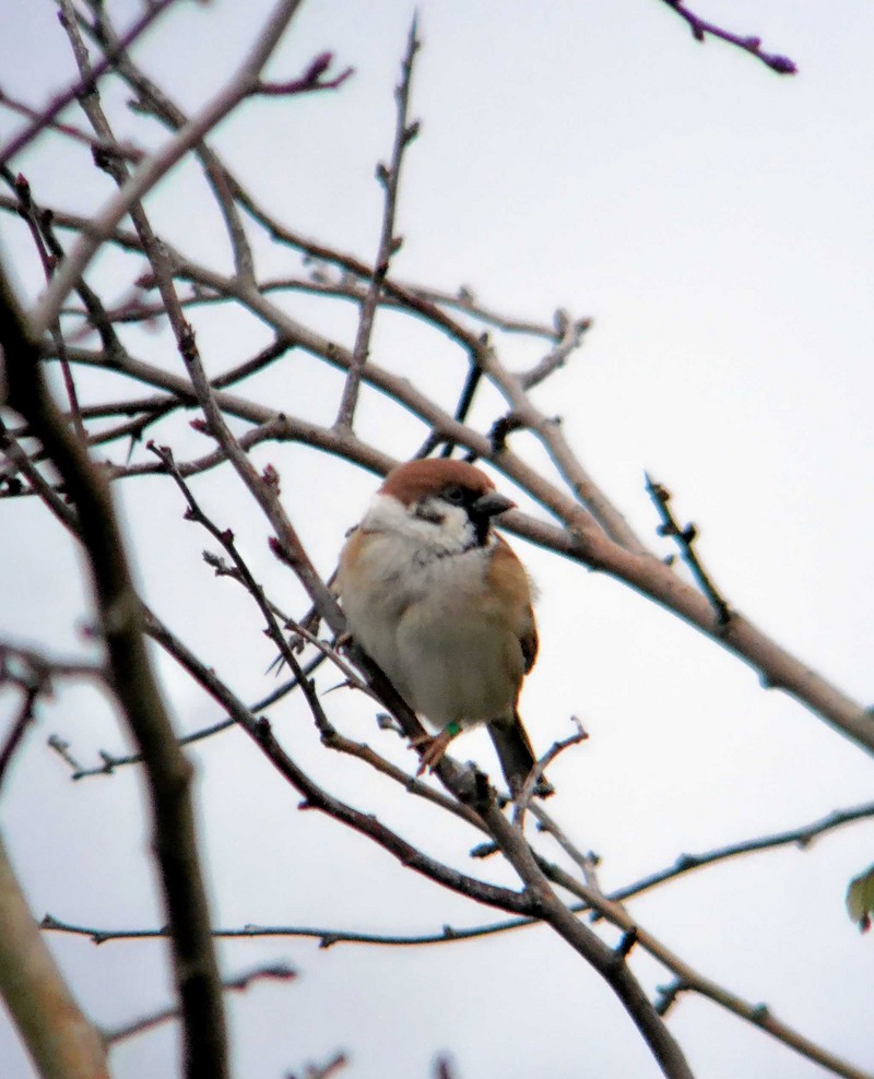 Tree Sparrow