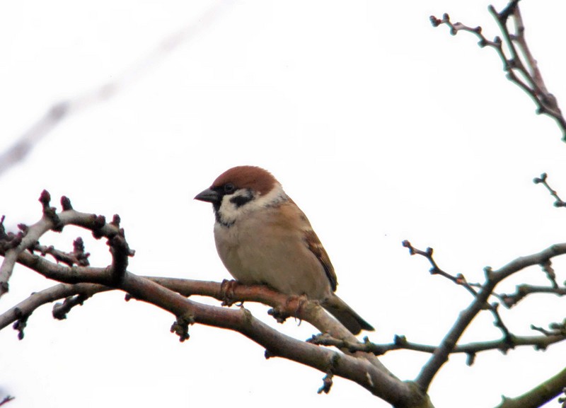 Tree Sparrow