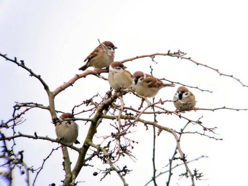 Tree Sparrow