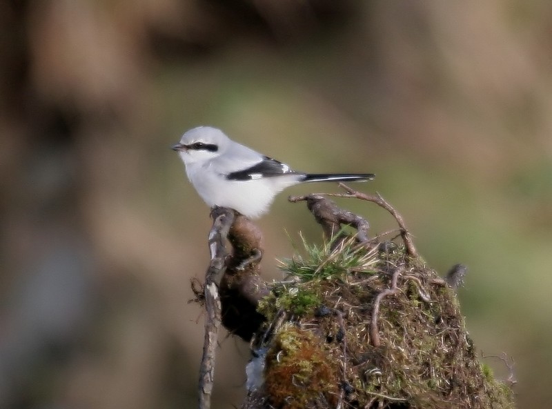 Great Grey Shrike