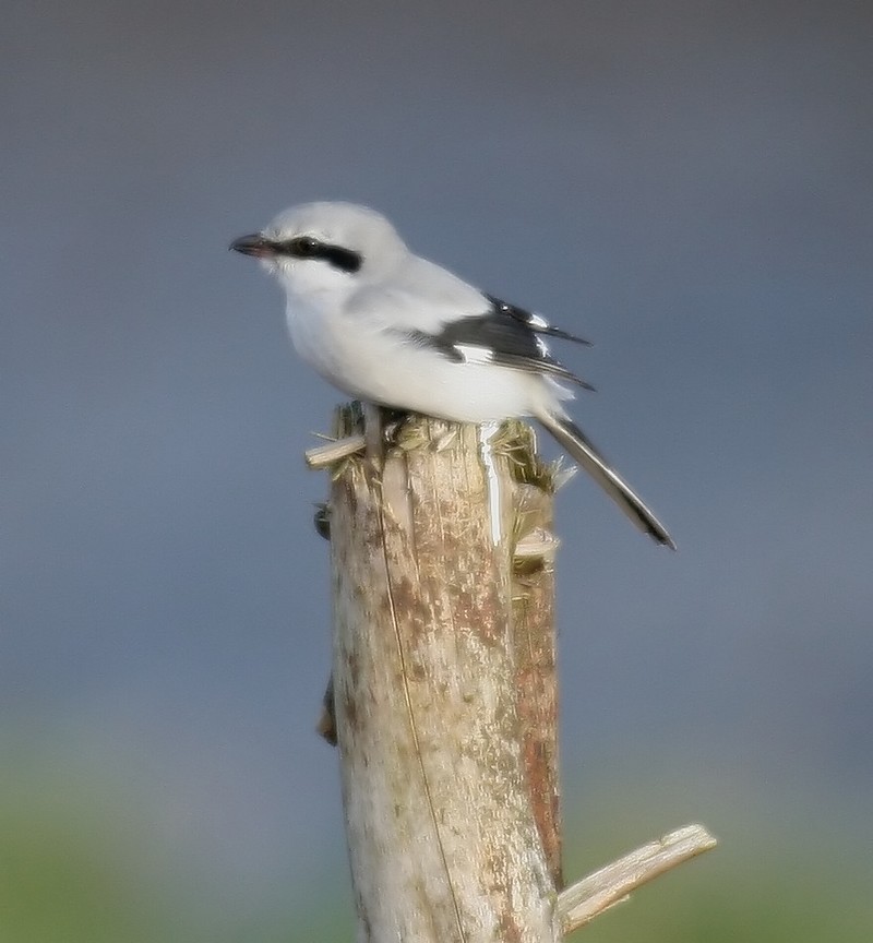 Great Grey Shrike