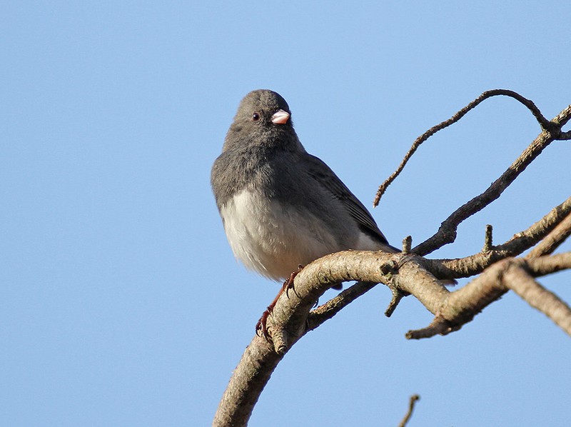 Dark-eyed Junco