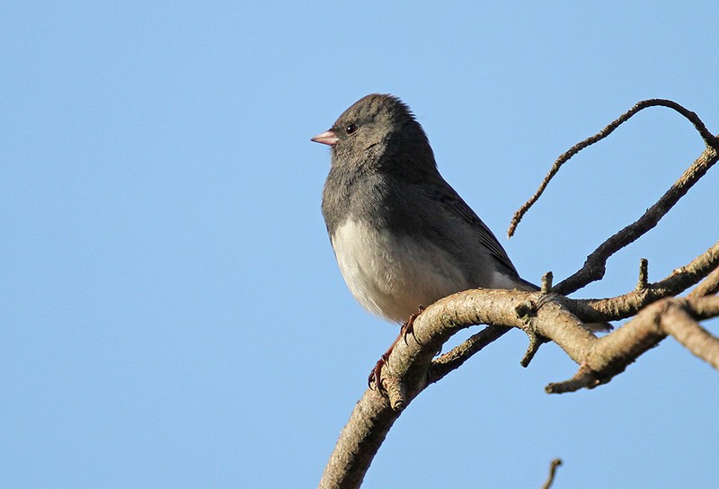Dark-eyed Junco