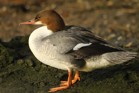 Goosander