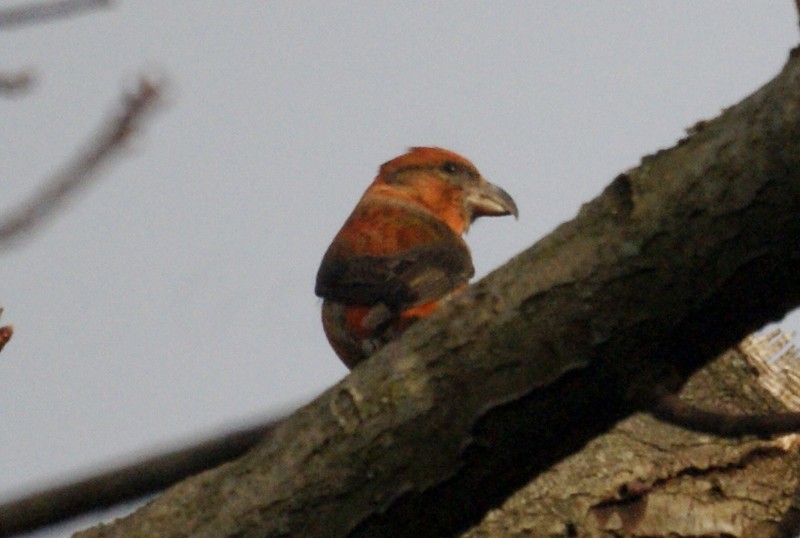 Common Crossbill