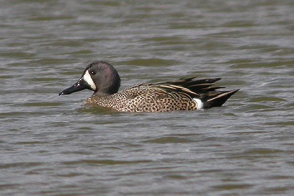 Blue-winged Teal