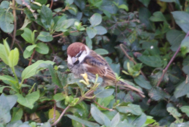 Spanish Sparrow