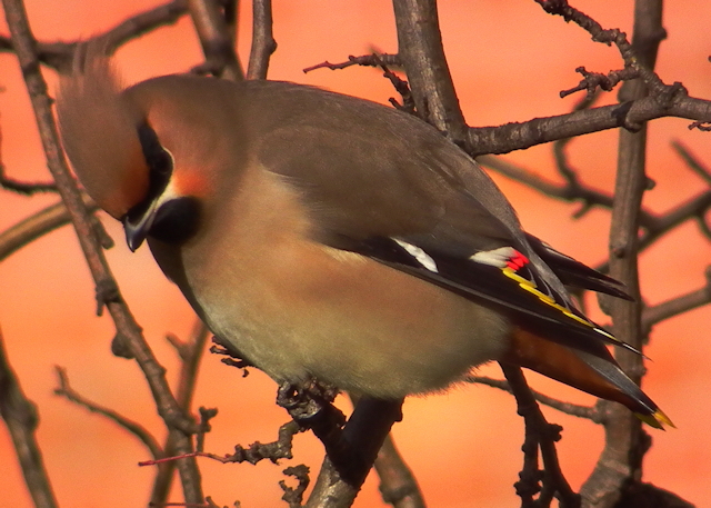Waxwing