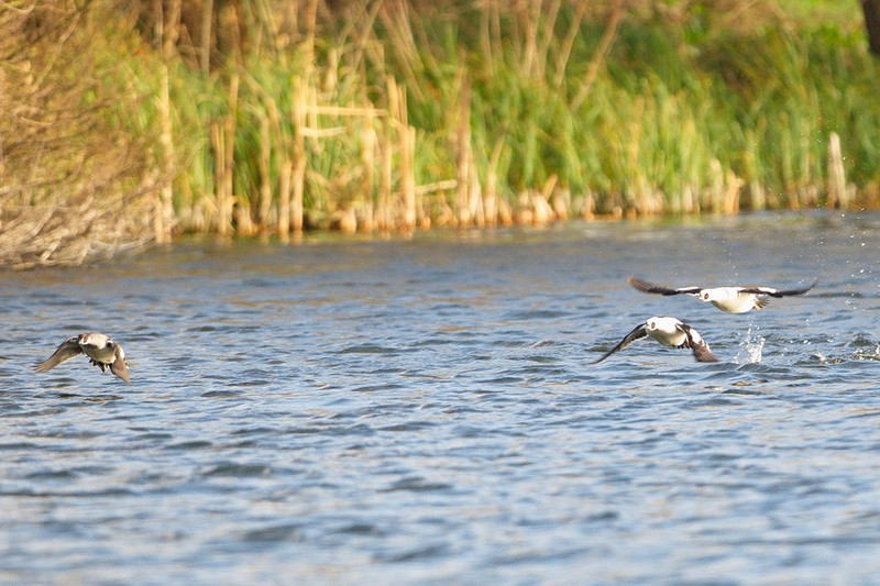 Smew