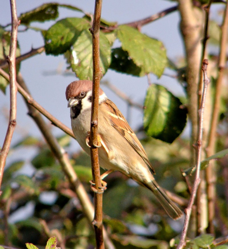Tree Sparrow