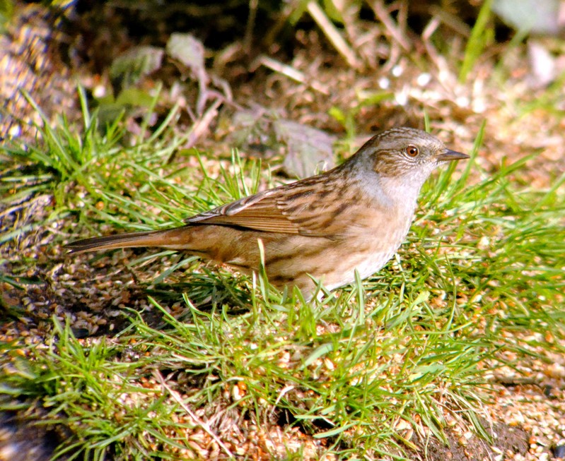 Dunnock