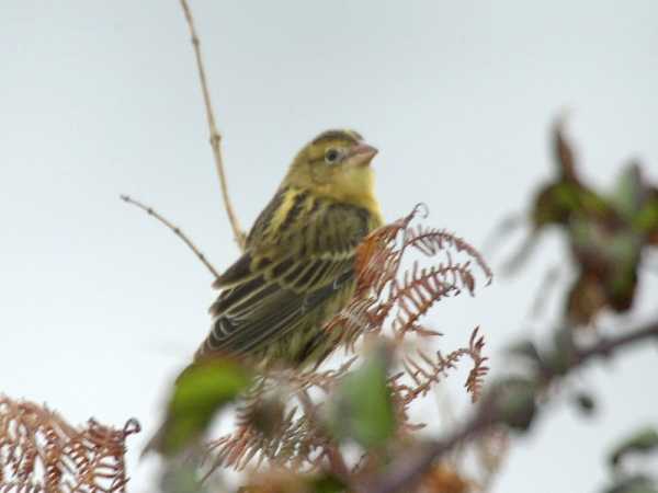 Bobolink