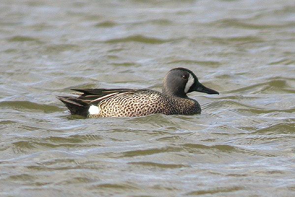 Blue-winged Teal