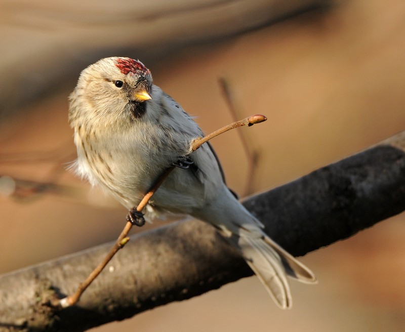 Coues's Arctic Redpoll